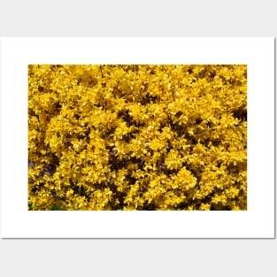 Spring yellow / Swiss Artwork Photography Posters and Art